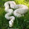 Reptilesinthefoothills