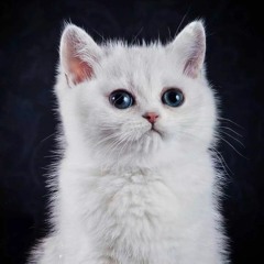 Sultan