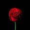 Shayan