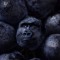 Nightcrawler