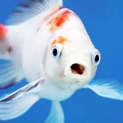 🐟🐟🐟