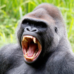 CRiLLS YU SWOLL.