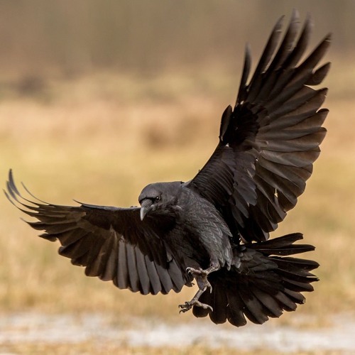Stream The Dutch Raven music | Listen to songs, albums, playlists for