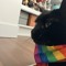 Atari_Plays_Harp