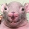 Howdy