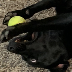 The best of liltrapdog