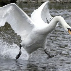 Gekky