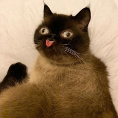 ACatSk