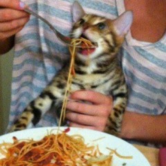 Spaghetii cat