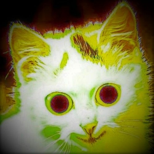 Cat on Cocaine’s avatar