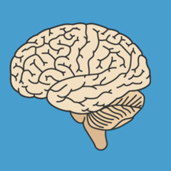 Colliculus