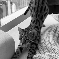 kitty