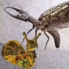 Djoi