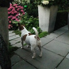 dolly