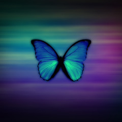 Papillon