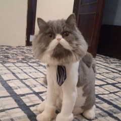 noorsaeed