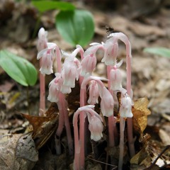 The Ghost Pipes