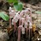The Ghost Pipes