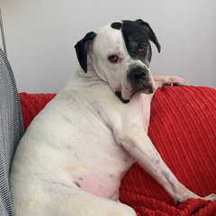 Joys – Roberto Surace