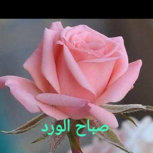 عقد الجلاد