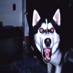a husky on crack.