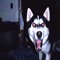 a husky on crack.