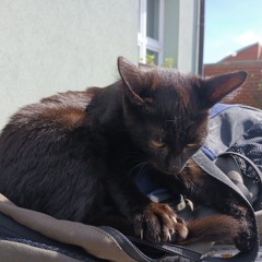 SirCatto