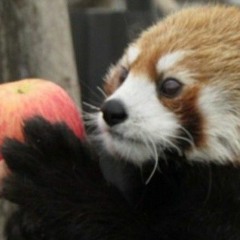 Redapplepanda2