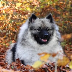 Möni