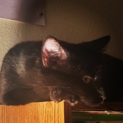 AnnyeongKitten