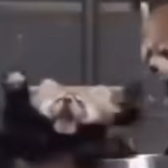 MoriiBun