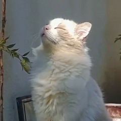 RazJ