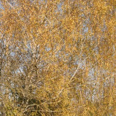 Radu Paul Simon Reinhardt