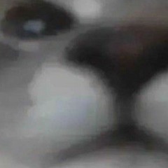 FineWineCat