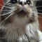 coolest cat in the world