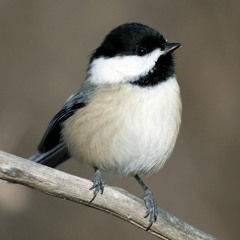 One Hundred Chickadees