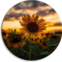 ✿هنــــاء✿
