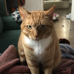 Elliot