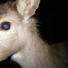 antlerimplant