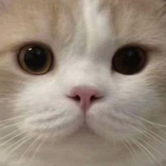 r.rxbbitr0t🎀🫶🏻