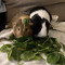 Mrs. Guinea Pigs