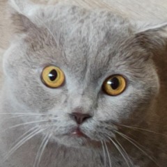 Romchik