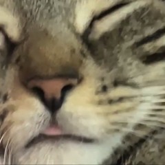 Jimbo