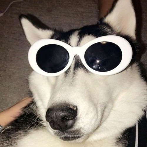 doggo’s avatar