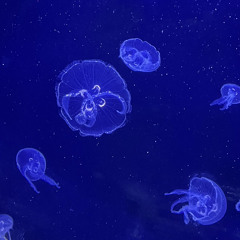 JEllyFish🫧