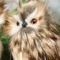 Babu Owl