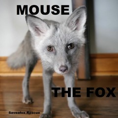 MOUSE THE FOX