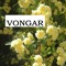 Vongar