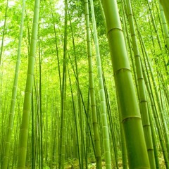 Bamboo Forest