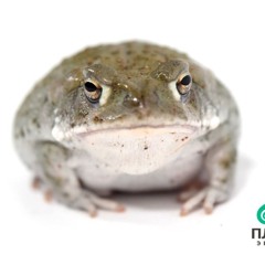 Эдуард Городнов